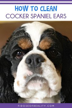 a close up of a dog with the words how to clean cocker spaniel ears