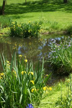 there is a small pond in the middle of some green grass and yellow irises