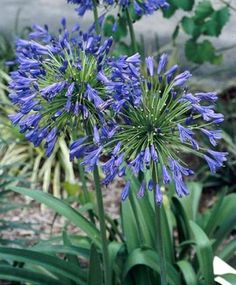 blue flowers are blooming in the garden