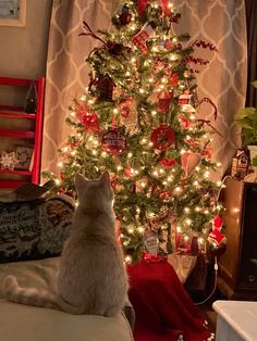 a cat sitting in front of a christmas tree with lights on it's branches