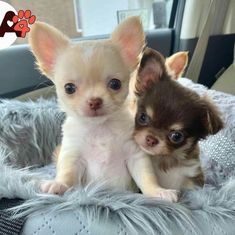 two small chihuahua puppies sitting next to each other