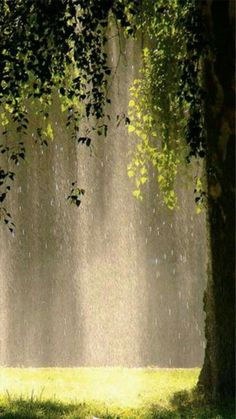 a park bench sitting under a tree in the sun with rain falling down on it