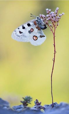 a small white and black butterfly sitting on top of a flower