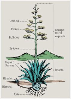 the parts of a plant labeled in spanish