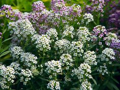 small white and purple flowers in the grass