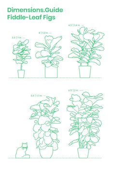 the instructions for how to grow fiddle - leaf figs