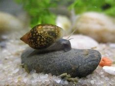 a snail is sitting on top of a rock in an aquarium filled with rocks and gravel