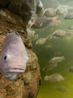 a large group of fish swimming next to each other in the water near some rocks