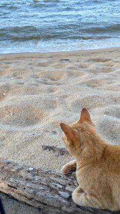 an orange cat sitting on top of a wooden log near the ocean and sand at the beach