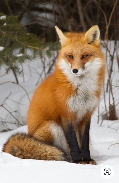 a red fox sitting in the snow next to some trees