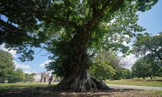 a large tree sitting in the middle of a park next to a road and trees