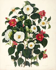 a painting of flowers with green leaves and red ones on the top, white background