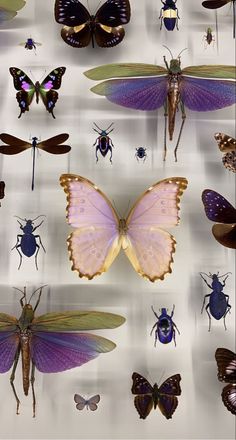 a display case filled with lots of different types of bugs and insects on white paper