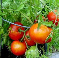 several tomatoes are growing in the garden together