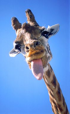 a giraffe sticking its tongue out with it's tongue out