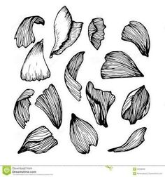 hand drawn leaves set on white background stock photo - image 349874