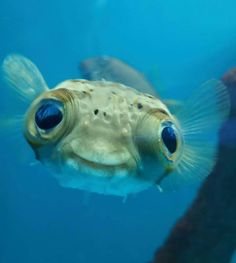 a puffer fish with big blue eyes swimming in the water next to a person