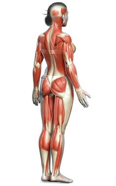 the muscles are shown in this image, and there is also an illustration of what they look like