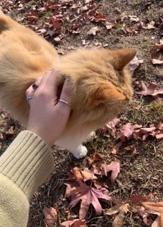 a person is petting a small dog on the ground with autumn leaves around them