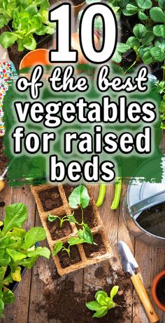 best vegetables for raised beds Raised Beds Veggie Garden, Raised Bed Plants Ideas, Best Vegetable To Grow In Raised Beds, Beginning Vegetable Garden, What Grows Best In Raised Beds, What To Plant In My Raised Garden, Easiest Vegetables To Grow Raised Beds, Vegetables In Raised Garden Beds, Kitchen Garden Ideas Growing Vegetables Raised Beds