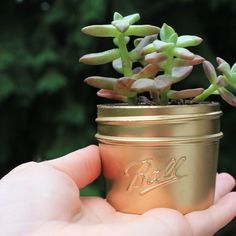 a person holding a small potted plant in their hand