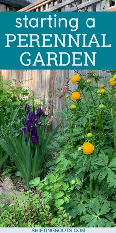 a garden with yellow and purple flowers in the foreground, text overlay reads starting a perennial garden