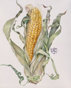 a drawing of an ear of corn on the cob, with leaves around it