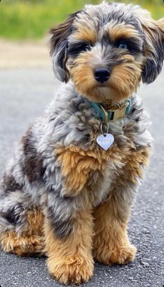 a brown and black dog sitting on top of a road