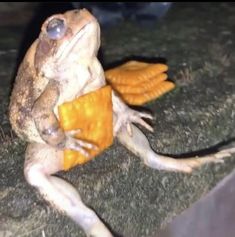 a frog sitting on the ground holding a piece of food