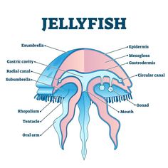 an image of the anatomy of a jellyfish