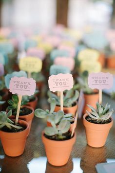 small potted succulents with little signs on them