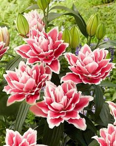 pink and white flowers are blooming in the garden