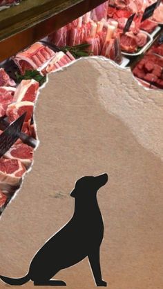 a dog is sitting in front of some meat