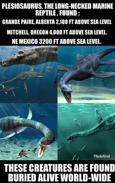 there are many different types of sea animals in the ocean and they look like dinosaurs