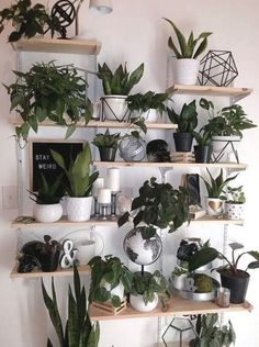 many houseplants are arranged on wooden shelves