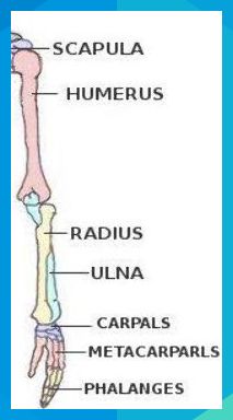 the bones of the lower limb and upper limb are labeled in their major skeletal names