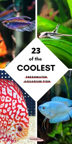 three different types of fish in an aquarium with text overlay that reads, 23 of the coolest fresh water aquarium - fish