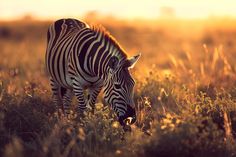 a zebra grazing in the grass at sunset