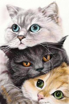 two cats with blue eyes and one cat has green eyes on it's head