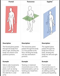 four different types of body shapes