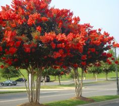 red flowers are growing on the trees in front of a parking lot at an intersection