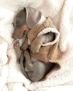 a small dog curled up in a blanket