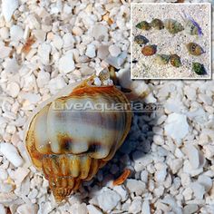 an animal that is laying down on some rocks and gravel with its head turned to the side