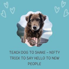 a dog is looking at the camera with a caption that reads teach dog to shake - nifty trick to say hello to new people