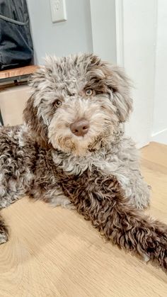 a shaggy dog laying on the floor looking at the camera