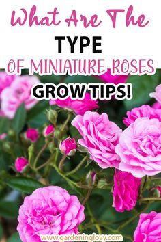 pink flowers with the words what are the type of miniature - roses? grow tips