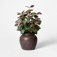 a potted plant with green leaves in it