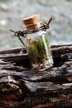 a glass jar filled with plants sitting on top of a piece of drifty wood