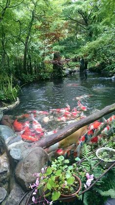 a pond filled with lots of fish next to lush green trees