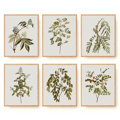 four framed botanical prints in various shades of green